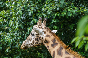 Giraffes head closeup portrait on green background.