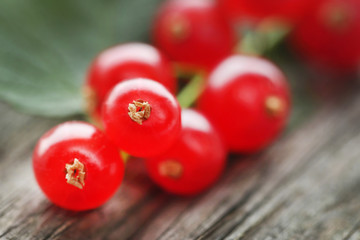 Fresh red currant