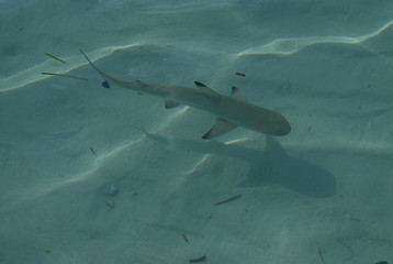 shark