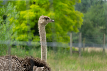 African Ostrich or Common ostrich in a grass field.