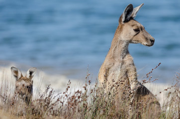 Grey kangaroo and her joey (offspring) partially obscured behind tall grass at the edge of Thetis Lake near Cervantes, Western Australia, Australia. © Steve