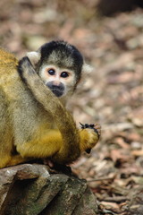 Close up image of a Squirrel Monkey