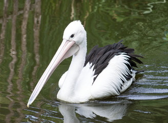 Close up image of a Pelican on water