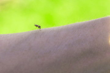 Mosquito bite