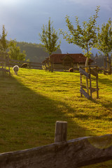 wooden fence at paddock