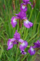  Siberian iris ruby wine purple flowers