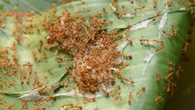colony of weaver ant protect larva ant baby