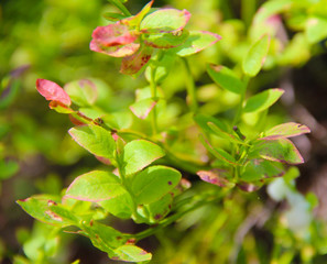 Vaccinium uliginosum. Bog bilberry or northen bilberry is growing in the swamp. Harvest in the forest