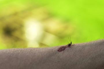 squashed mosquito
