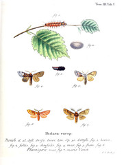 Illustration of butterflies