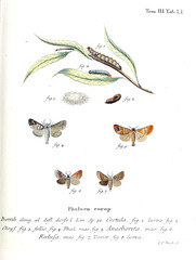 Illustration of butterflies