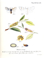 Illustration of butterflies