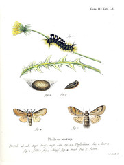 Illustration of butterflies