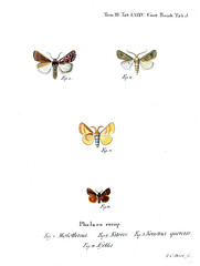 Illustration of butterflies
