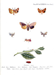 Illustration of butterflies