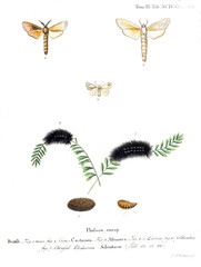 Illustration of butterflies