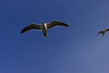 Seagulls