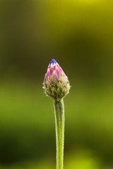 Flower in the summer.