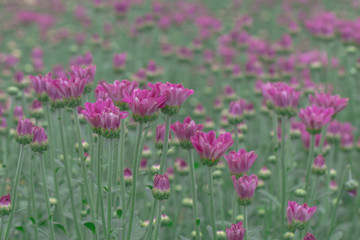 Fototapeta premium Colorful Chrysanthemum flower.Sometimes called mums or chrysanths.(Dendranthemum grandifflora)