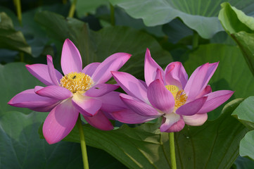 Blooming lotus flowers in the park
