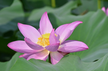 Blooming lotus flowers in the park