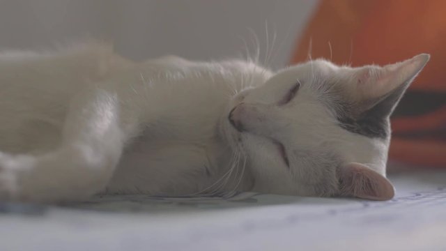 Our beautiful white and spotted Cat Citrine, fast asleep on our bed.