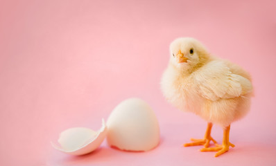 Newborn yellow chicken and broken eggs.