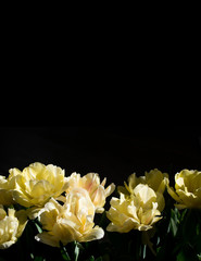 Macro photo of yellow tulips.