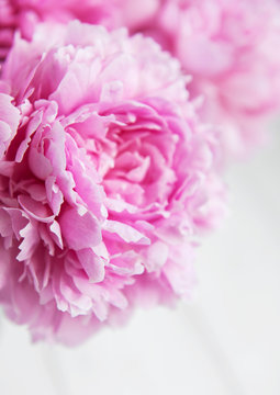 Beauty pink peony flowers
