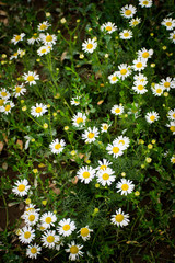 Blooming chamomile field. Chamomile in the wind.