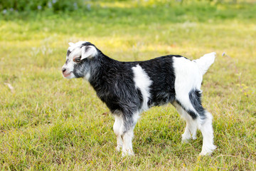 Grey and white baby kid goat in green grassy paddock