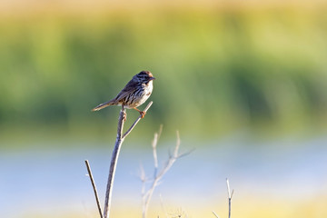 Bird along California lagoon
