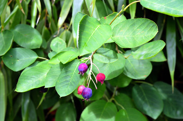Beeren hängen an einem Zweig mit Blättern
