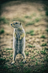 Gopher, Drumheller, Alberta, Canada
