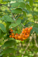 A bunch of fruits of red mountain ash. Rowan berries, Mountain ash (Sorbus) tree with ripe berry
