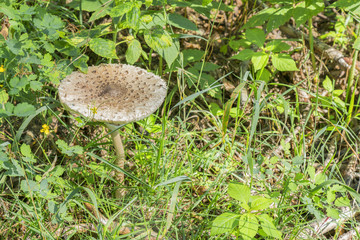 mushroom umbrella in the forest. mushroom-umbrella in the autumn forest, in a clearing in the sun