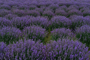 Fototapeta na wymiar Growing blooming Lavender Flower field closeup. Slow motion