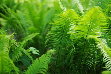 Background of green fern leaves. Selected focus.