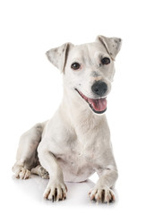 jack russel terrier