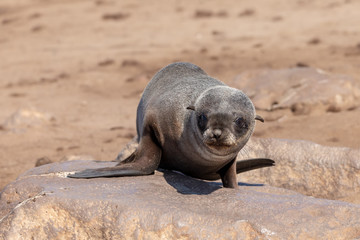 baby brown seal in Cape Cross, Namibia