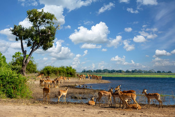 drinking herd of impala in Chobe, Botswana