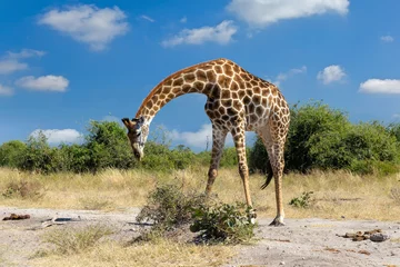 Schilderijen op glas South African giraffe Chobe, Botswana safari © ArtushFoto