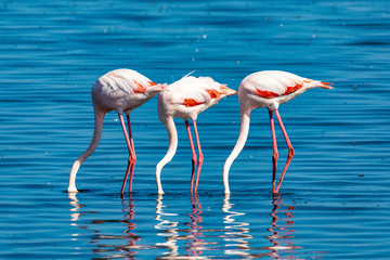 Rosy Flamingo colony in Walvis Bay Namibia