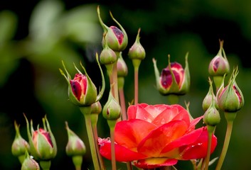 A red rose bud close-up with drops of summer rain, on a blurred