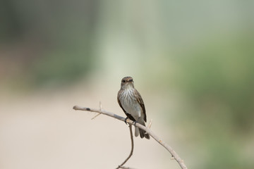 Fototapeta premium Spotted Fly catcher
