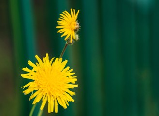 Yellow unblown flower