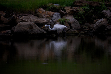 Fototapeta na wymiar Egret hunting