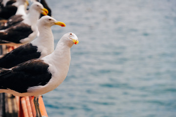 Seagull on water background looks at camera