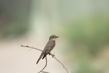 Spotted Fly catcher