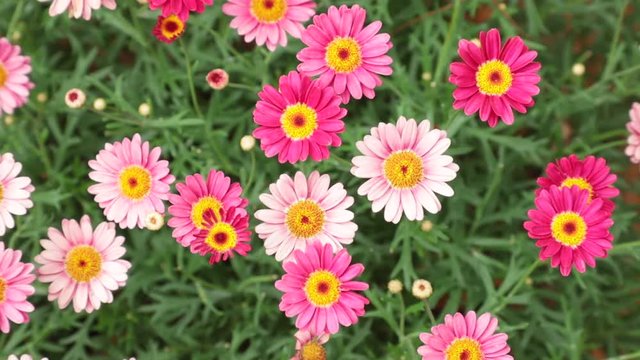 Marguerite daisy or argyranthemum wild garden flowers pink and red, high definition movie clip stock footage.